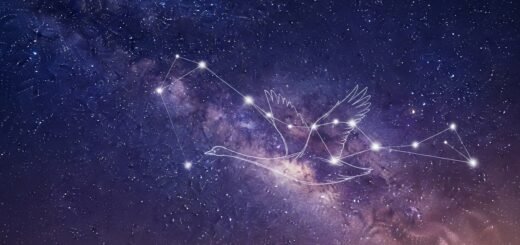 An illustration of the Cygnus constellation in the night sky, with lines connecting the stars to form the shape of a graceful flying swan.
